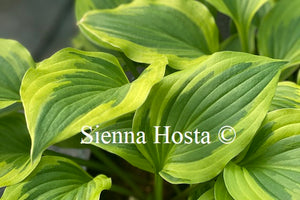 Hosta 'Bob Olson'