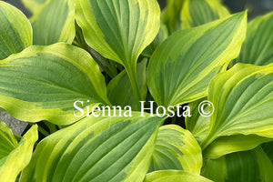 Hosta 'Bob Olson'