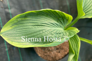 Hosta 'Wu-La-La'