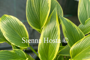 Hosta 'Fatal Attraction'