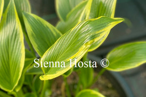 Hosta 'Fatal Attraction'