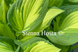 Hosta fortunei var. 'Albopicta'