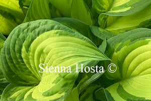 Hosta fortunei var. 'Albopicta'