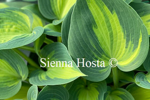 Hosta 'Catherine'