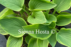 Hosta 'Veronica Lake'