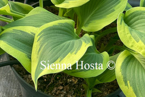 Hosta My Marianne