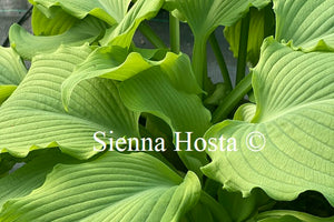 Hosta 'Elkhart Lake'