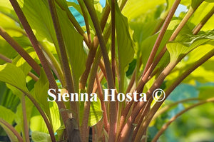 Hosta Fruit Punch