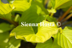 Hosta Fruit Punch