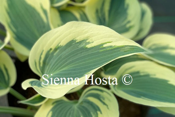 Hosta 'Great Escape'