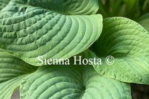 Hosta 'Devon Giant'