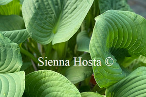 Hosta 'Devon Giant'