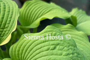 Hosta 'Garden Party'