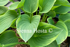 Hosta 'Veronica Lake'