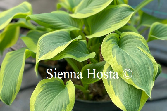 Hosta My Marianne