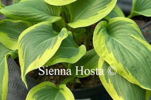 Hosta My Marianne