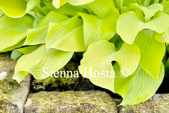 Hosta 'Sun Power'