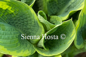 Hosta 'Pizzazz'