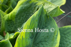 Hosta 'Pizzazz'