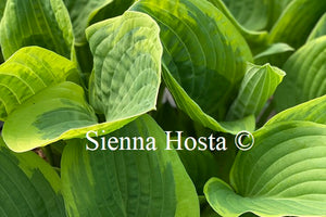 Hosta 'Goldbrook Glamour'