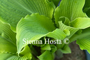 Hosta 'Sunnybrook'