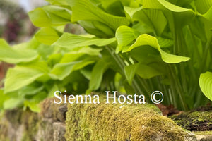 Hosta 'Sun Power'