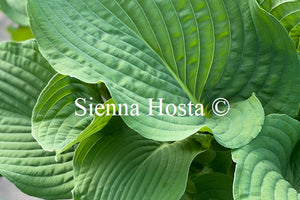 Hosta 'Space Odyssey'