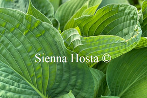 Hosta 'Space Odyssey'