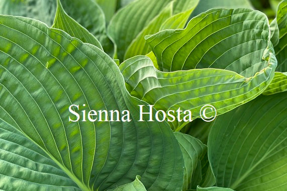 Hosta 'Space Odyssey'