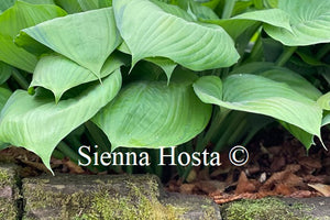 Hosta 'Fran Godfrey'