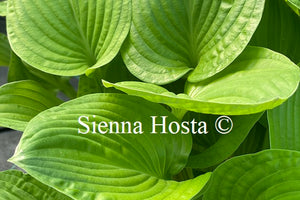 Hosta 'Erie Magic'