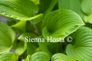 Hosta 'Erie Magic'