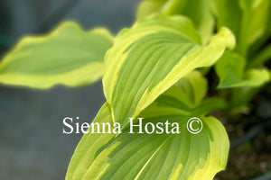 Hosta 'Winter Warrior'
