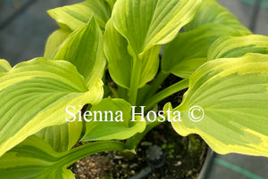 Hosta 'Winter Warrior'
