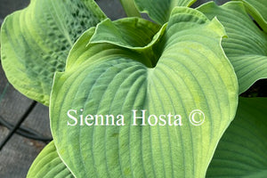 Hosta Nifty Fifty