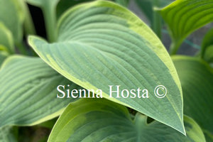 Hosta 'Battle Star'