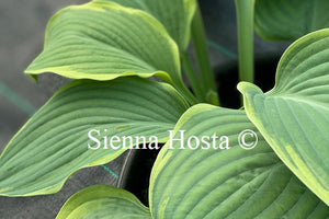 Hosta 'Battle Star'