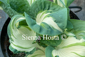 Hosta 'Andrew'