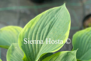 Hosta 'Rain Dancer'