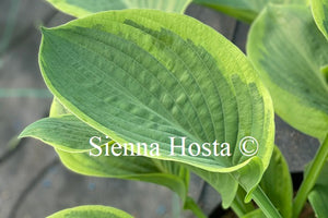 Hosta 'Rain Dancer'