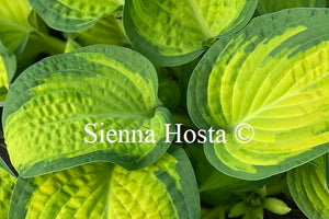 Hosta 'Orange Marmalade'