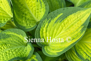 Hosta 'Orange Marmalade'