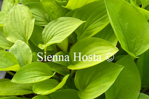 Hosta 'Devon Gold'