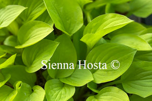 Hosta 'Devon Gold'