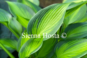 Hosta 'June Spirit'