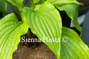 Hosta 'Invincible Spirit'