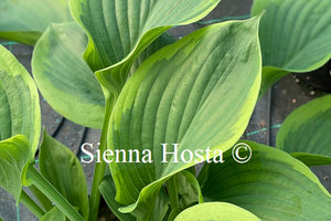 Hosta 'Rain Dancer'