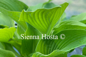 Hosta 'World Cup'