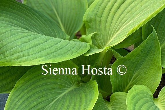 Hosta 'Day's End'