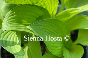 Hosta 'September Surprise'